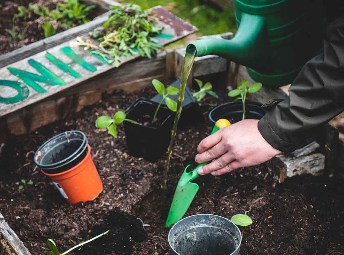 Green Thumbs, Greenbacks: How to Save Money on Fertilizer